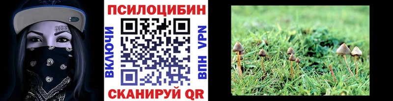 площадка формула  Тольятти  Галлюциногенные грибы Psilocybine cubensis 